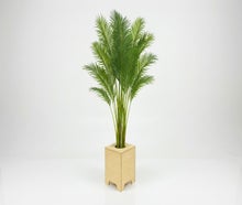 Hanfpalme mit Holz-Topf, Wetterfest. ARECA Palme mieten – Tropische Goldfruchtpalme für Event, Messe & Beach-Party