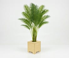 Hanfpalme mit Holz-Topf, Wetterfest. ARECA Palme mieten – Tropische Goldfruchtpalme für Event, Messe & Beach-Party
