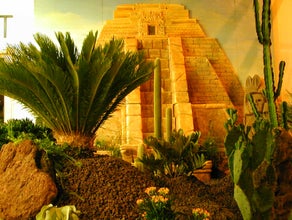 Tempelanlage, Tempel, Maya, Azteken, Mexiko, Urwald, Dschungel