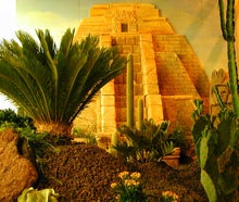 Tempelanlage, Tempel, Maya, Azteken, Mexiko, Urwald, Dschungel