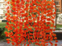 Ahorngirlande  einfach 12er Set mieten – Blumen & Dekoration - Galerie - Bild 2