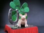 Schwein, Glücksschwein, großes Schwein, Silvesterdekoration, Silvesterglücksbringer, Glücksbringer - Galerie - Bild 4