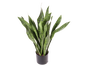 Sanseveria Bogenhanf Pflanze 80cm - Galerie - Bild 2