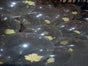 Rose im Ballon inkl.19%MwSt. - Galerie - Bild 2