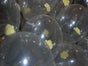Rose im Ballon inkl.19%MwSt. - Galerie - Bild 2