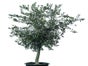 Kentiapalme Echtpflanze, auch auf Lager Phoenixpalme 160-180 cm, Phoenixpalme 250 cm, Dracena Indiv 100 cm; Zamioculcas 100 cm, Arecapalme 130 cm, Arecapalme 160-180 cm, Dieffenbachia 100 cm - Galerie - Bild 4