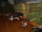 Wildschwein Figur, Wild, Keiler, Waldtier, Wildtier, Tierfigur, Tier - Galerie - Bild 3