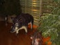 Wildschwein Figur, Wild, Keiler, Waldtier, Wildtier, Tierfigur, Tier - Galerie - Bild 3