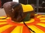 Soft-Bullriding - Bullriding für Kids, Pull-Riding, Rodeo Bullriding - Galerie - Bild 2