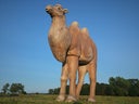 Kamel