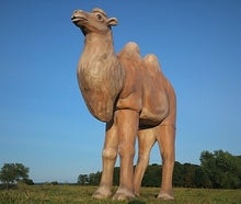 Kamel