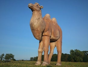 Kamel