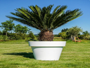 Cycas im Gartentopf