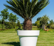 Cycas im Gartentopf