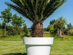 Cycas im Gartentopf