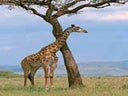 Afrikanische Tiere - Kulisse, Afrika, Tier, Giraffe, Löwe, Nashorn, Figur