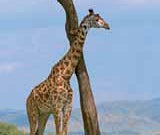 Afrikanische Tiere - Kulisse, Afrika, Tier, Giraffe, Löwe, Nashorn, Figur