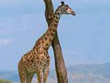 Afrikanische Tiere - Kulisse, Afrika, Tier, Giraffe, Löwe, Nashorn, Figur