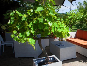 Weinrebe M