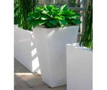 Hosta im Slide-Vase