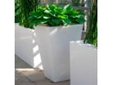 Hosta im Slide-Vase