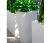 Hosta im Slide-Vase