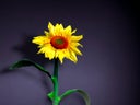 Sonnenblumen XXL