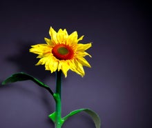 Riesen - Blumen - XXL, Sommerbumen, Sommer