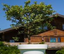 Mandarinenbaum im Gartentopf
