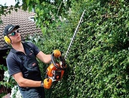 Heckenschere mieten für die Pflege von Hecken und Sträuchern