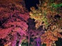 Outdoor Fluter - Stimmungslicht, Baumbeleuchtung - Galerie - Bild 3