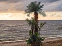 Palmen Oasen, Sommer Strand Dekoration, Karibik