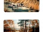 Wild Enten, Wild Fasan - Kulisse, Wiltiere, Wald, Wasser - Galerie - Bild 2