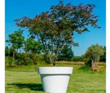 Ahorn Filigran im Gartentopf