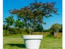 Ahorn Filigran im Gartentopf