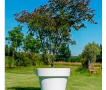 Ahorn Filigran im Gartentopf