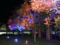 LED Dekolicht , Lichtanlage, Beleuchtung, LED, Lichteffekte - Galerie - Bild 2