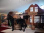 Pferd - Galerie - Bild 4
