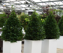 Lorbeerpyramide S