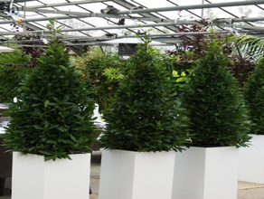 Lorbeerpyramide S