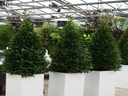 Lorbeerpyramide S