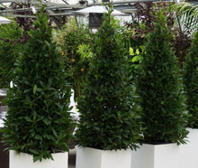 Lorbeerpyramide S