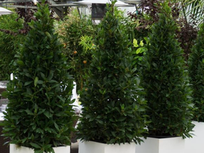 Lorbeerpyramide S
