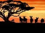 Afrika Kulisse, Sonnenuntergang, Giraffe, Savanne, Tiere, Wildtiere, Sonne - Galerie - Bild 2