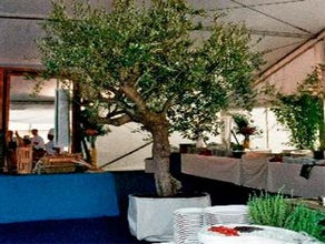 Olivenbaum Extra mit weien Nesselstoff, Bume - 1318369040 mieten |  Erento.com