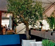 Olivenbaum Extra mit weißen Nesselstoff