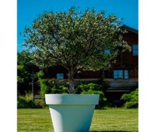 Olivenbaum mittel im Gartentopf