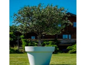 Olivenbaum mittel im Gartentopf