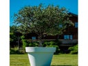 Olivenbaum mittel im Gartentopf