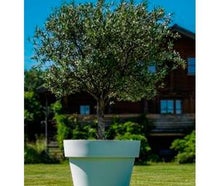 Olivenbaum mittel im Gartentopf